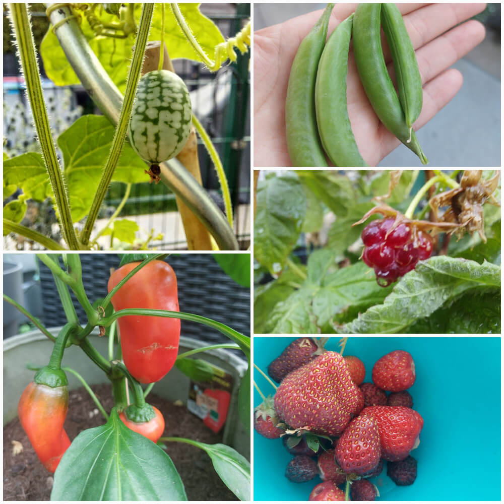 Minigurke-Paprika-Zuckerschote-Himbeere-Erdbeere