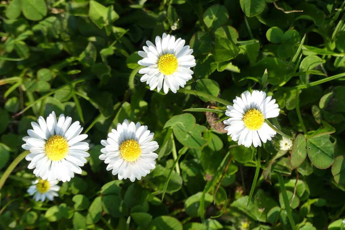 Klee und Gänseblümchen
