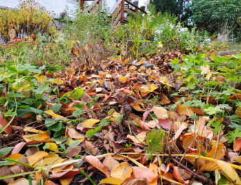 Laub im Garten