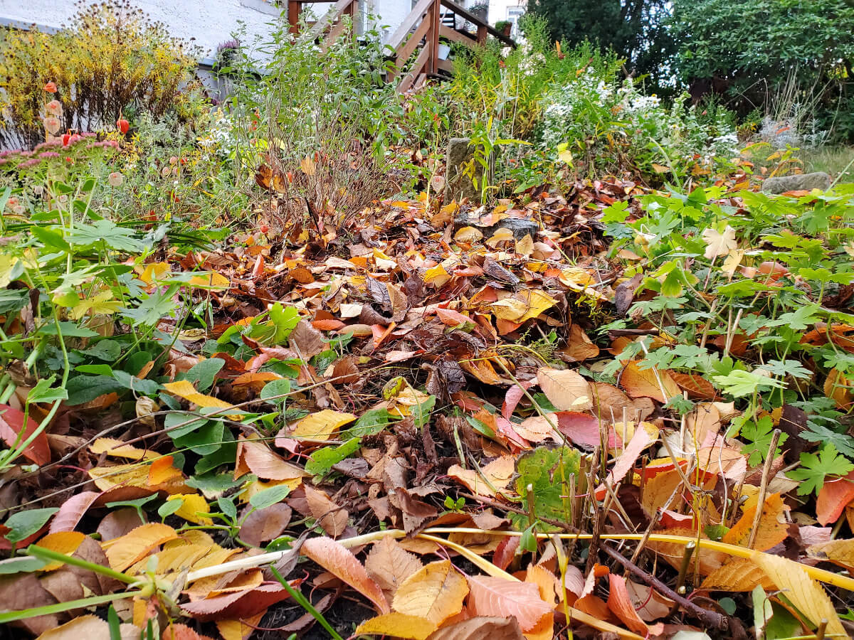 Laub im Garten