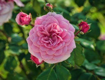 Rosa Rose im Garten