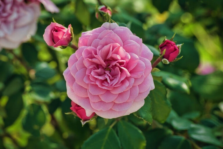 Rosa Rose im Garten