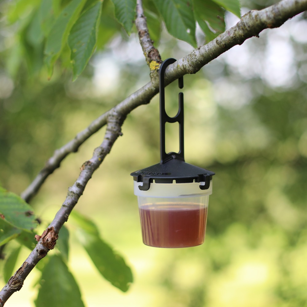 Kirschessigfliegenfalle (1)