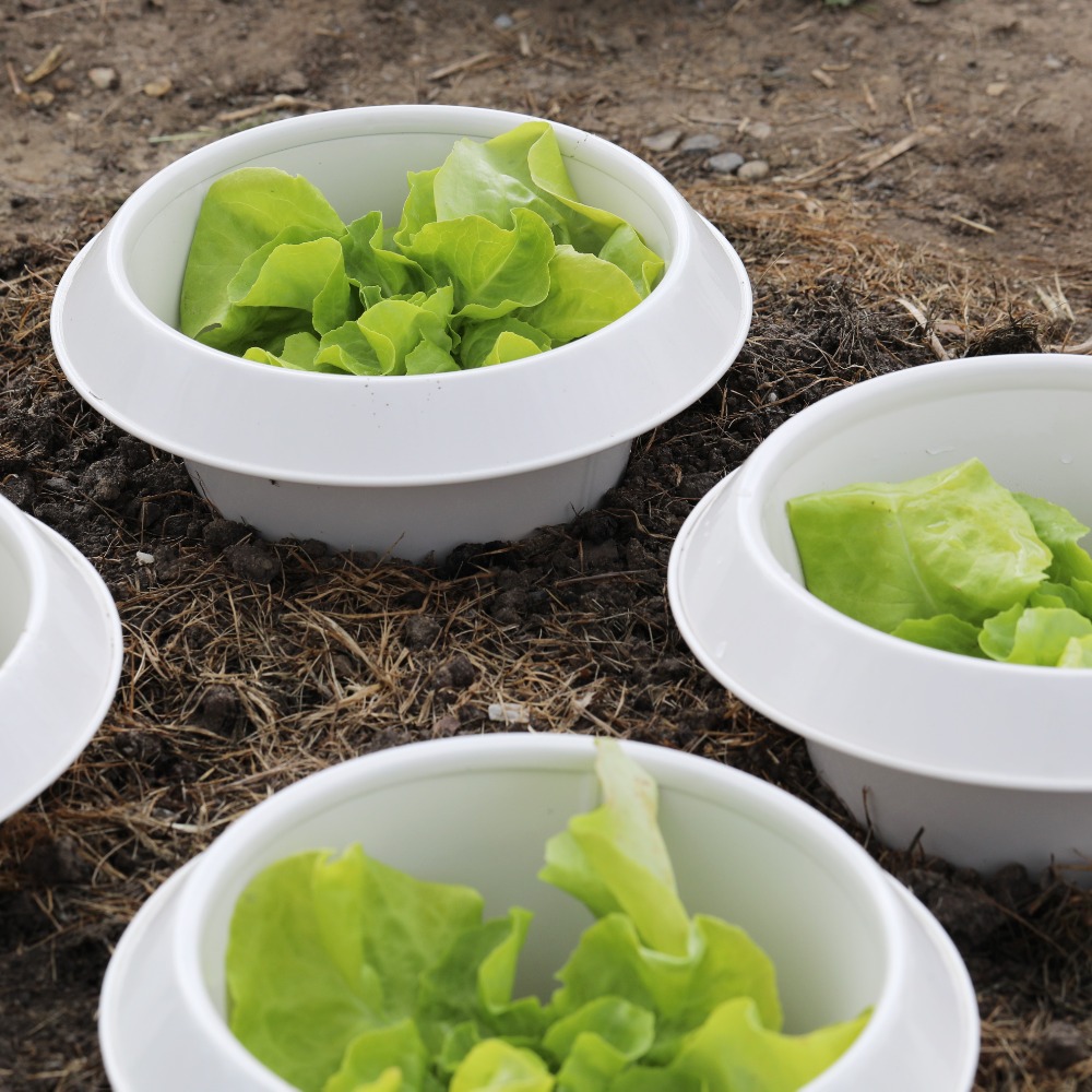 Schneckenkragen elfenbeinfarben (1)