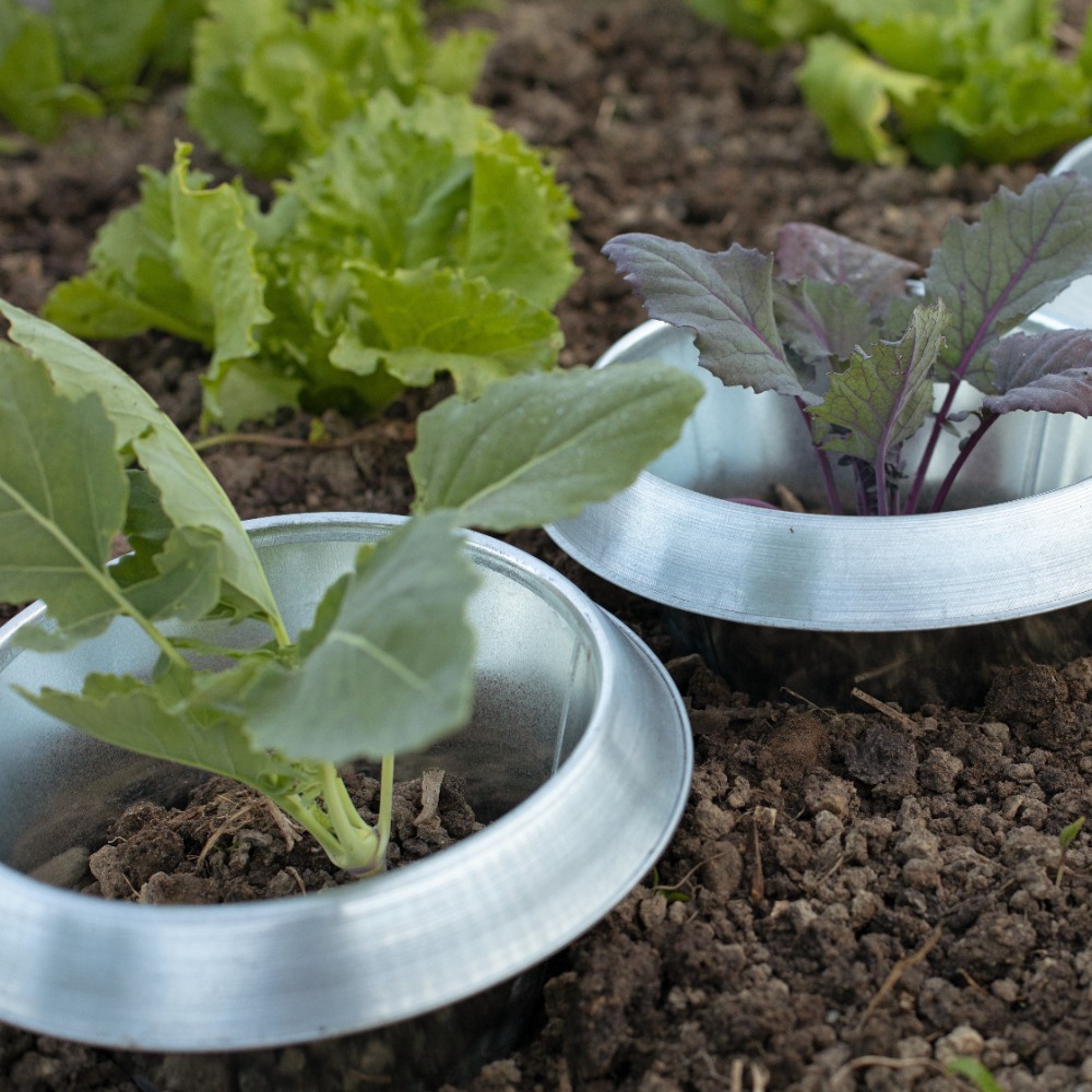 Schneckenkragen galvanisiert (1)