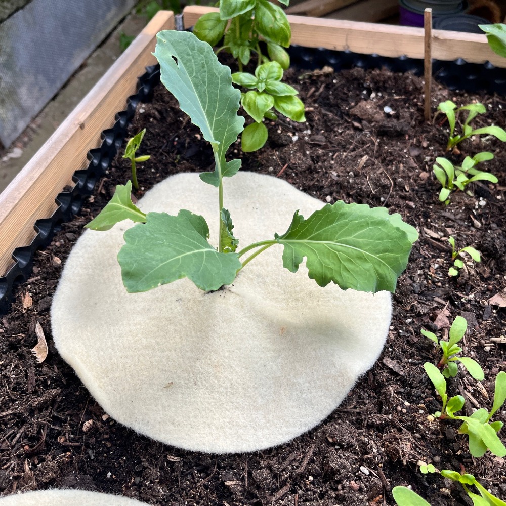 Mulchscheibe Andermatt 25 cm im Einsatz (1)