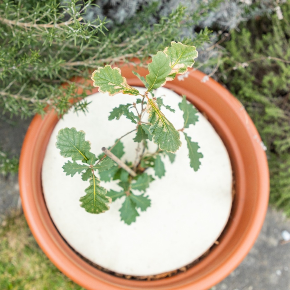 Mulchscheibe im Einsatz (1)