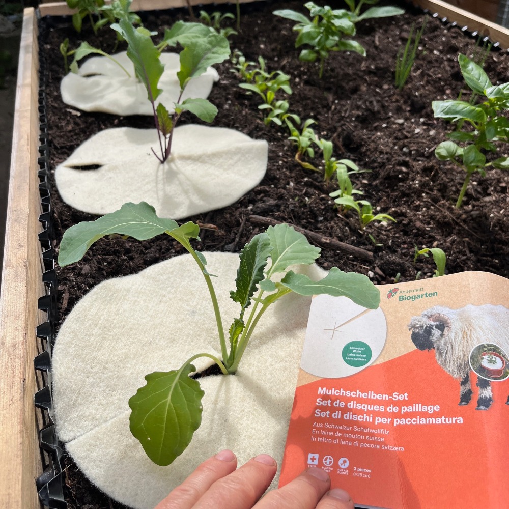 Mulchscheiben 25 cm im Einsatz (1)