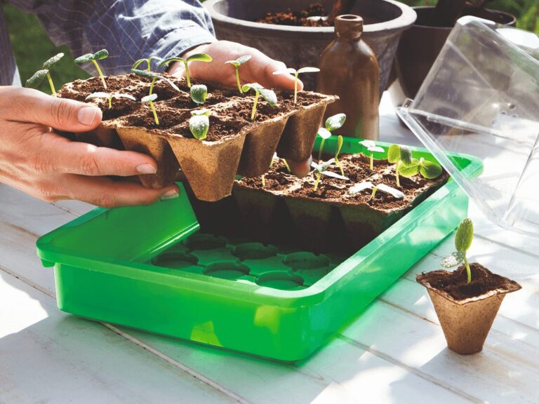 Anzucht Anwendung - Startbild (1)