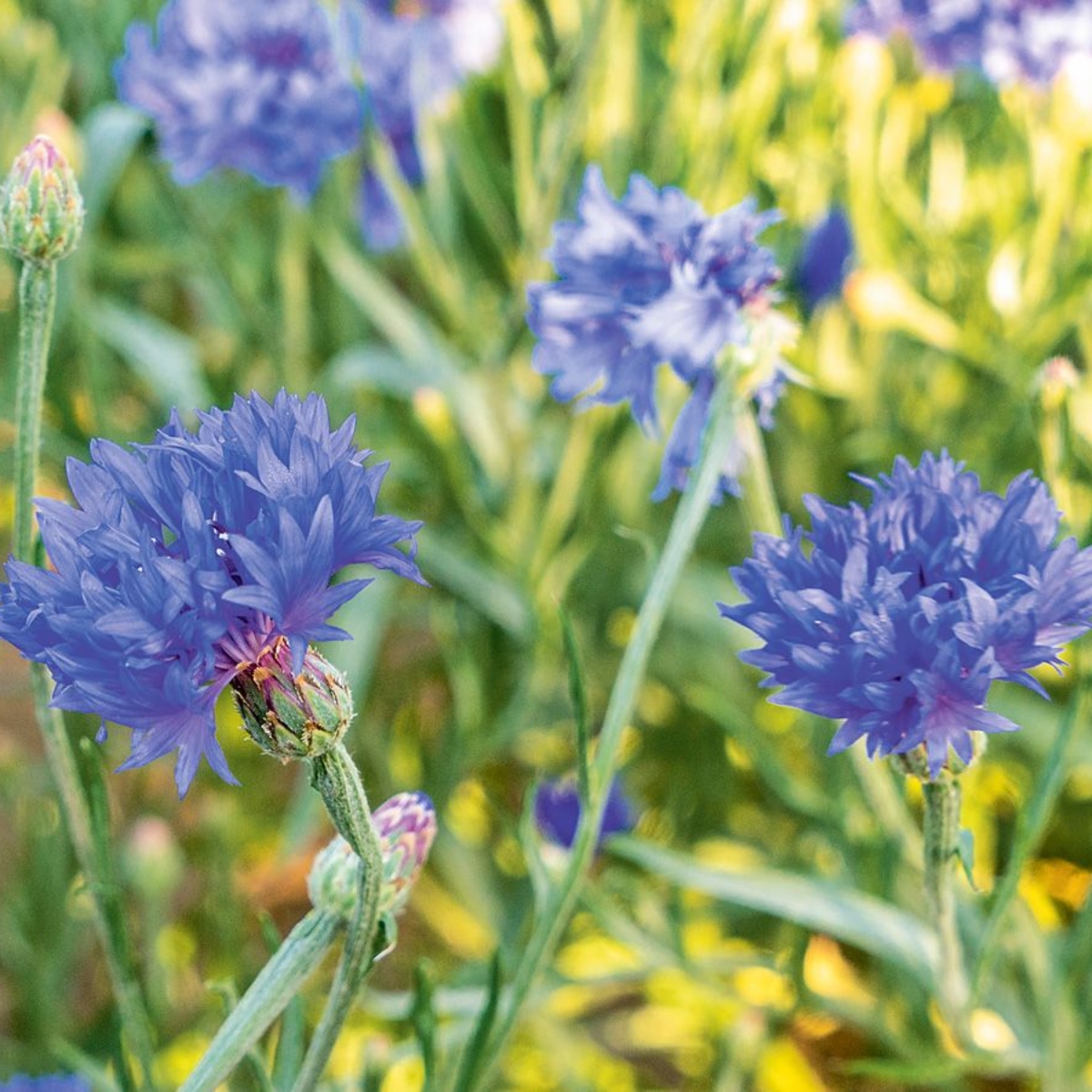 Bienen Care Kornblume (1)