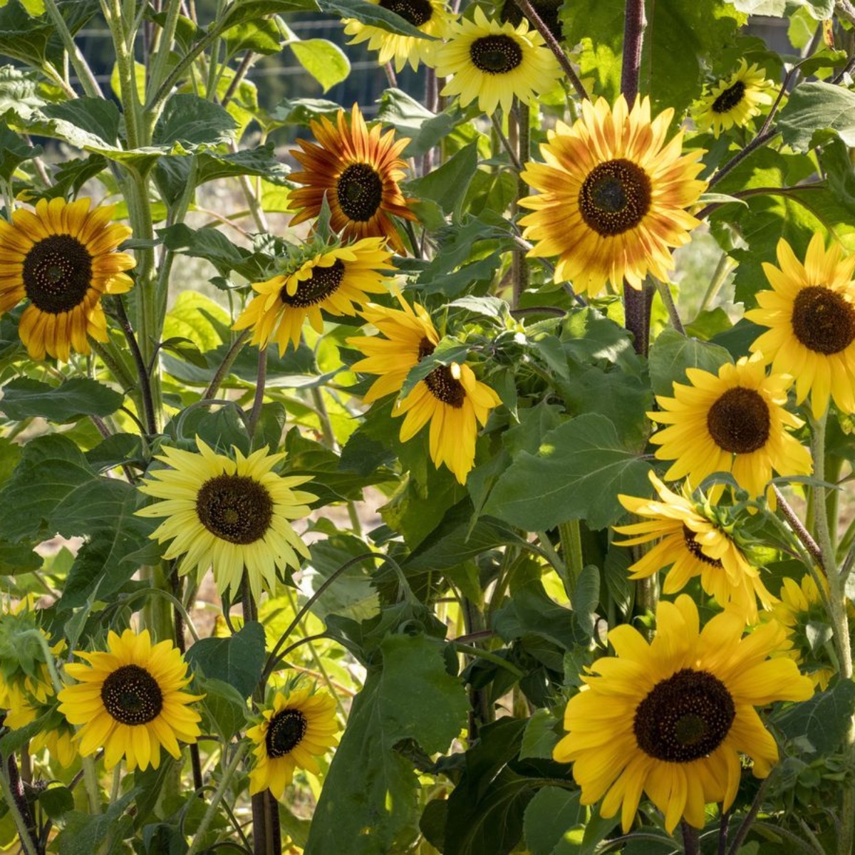 Bienen Care Sonnenblume "La Torre" (1)