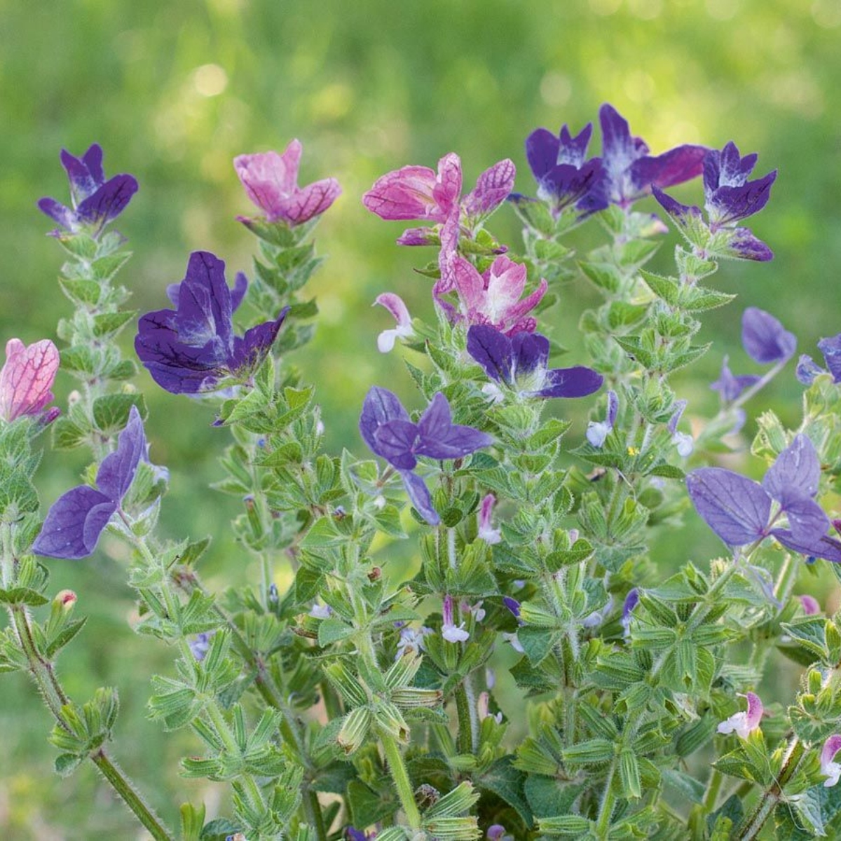 Bienen Care Schopfsalbei (1)