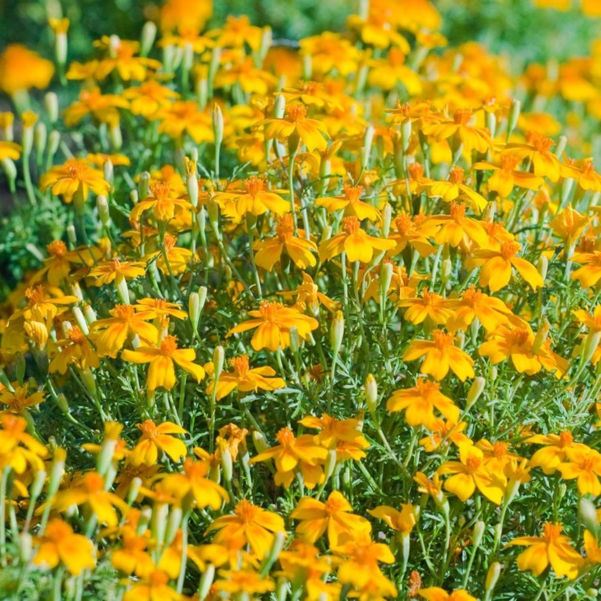 Bienen Care Polsterstudentenblume (1)