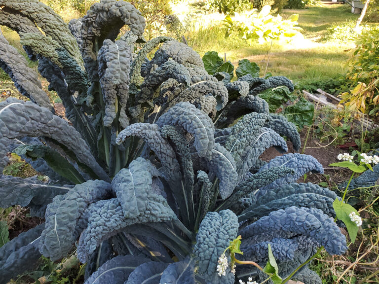 Blattkohl im Garten (1)