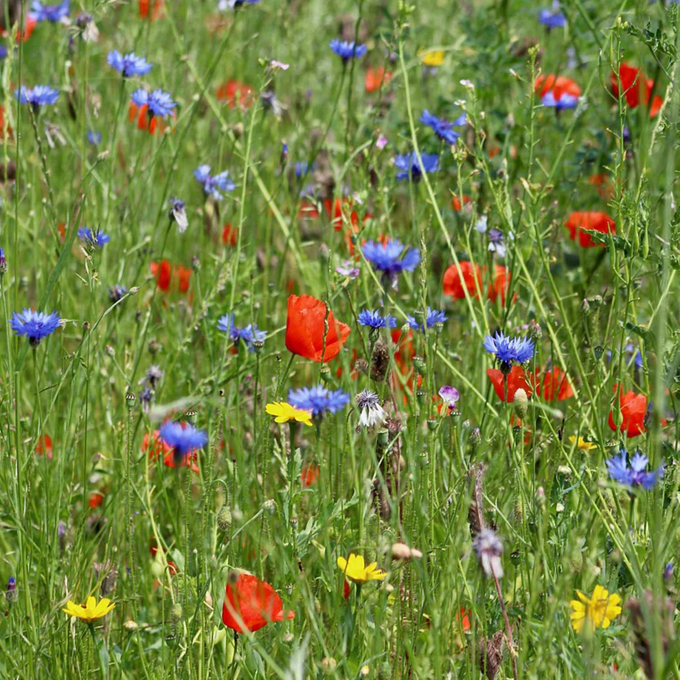 Blühmischung Strahlendes Blütenmeer_1 (1)