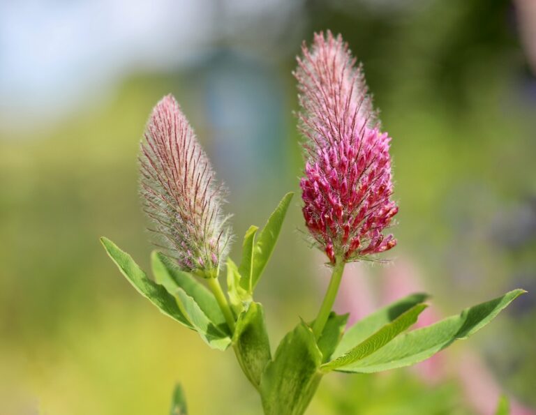 Blüte Inkarnatklee (1)