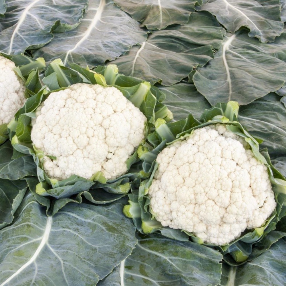 Blumenkohl Neckarperle (1)