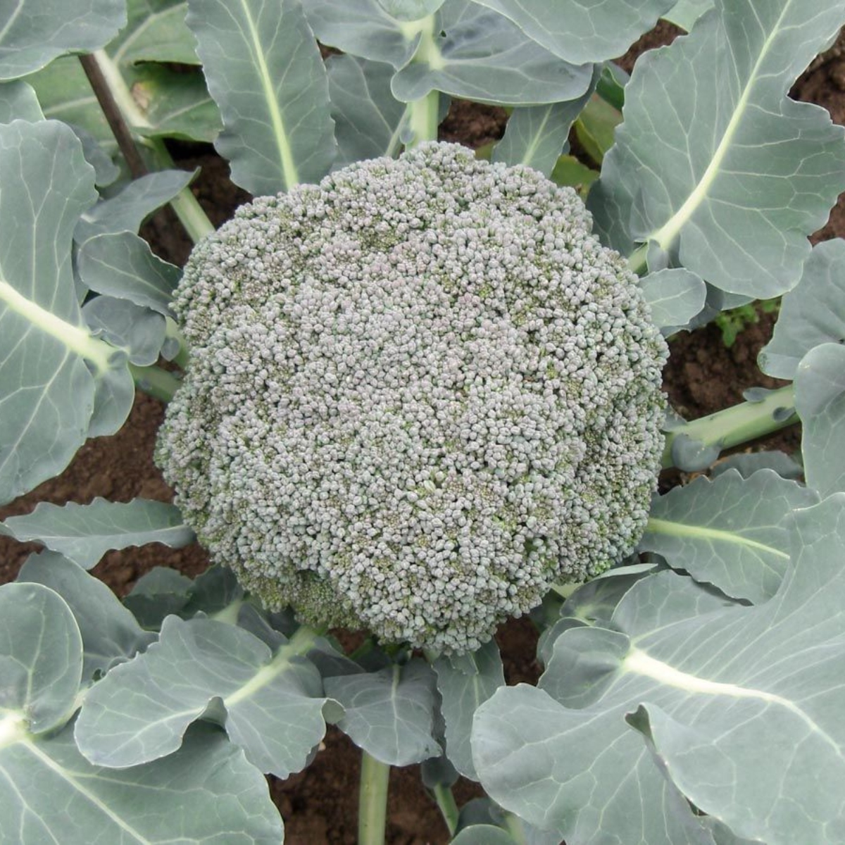 Brokkoli Calinaro (1)