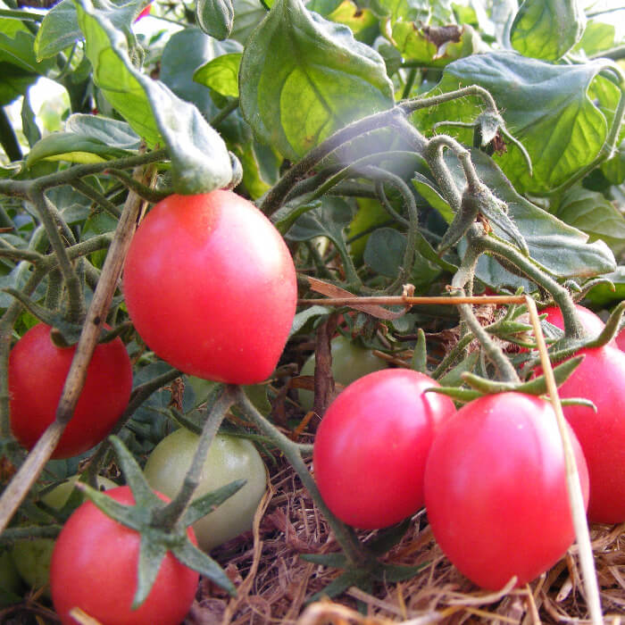 Bio Saatgut – Balkontomate “Whippersnapper”