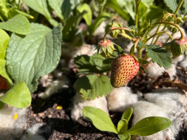 Erdbeeren im Beet (1)