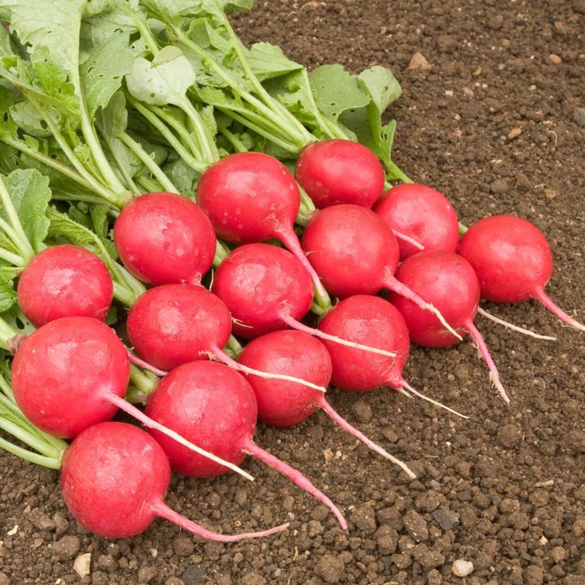 Gartenbande Radies Rudi (1)