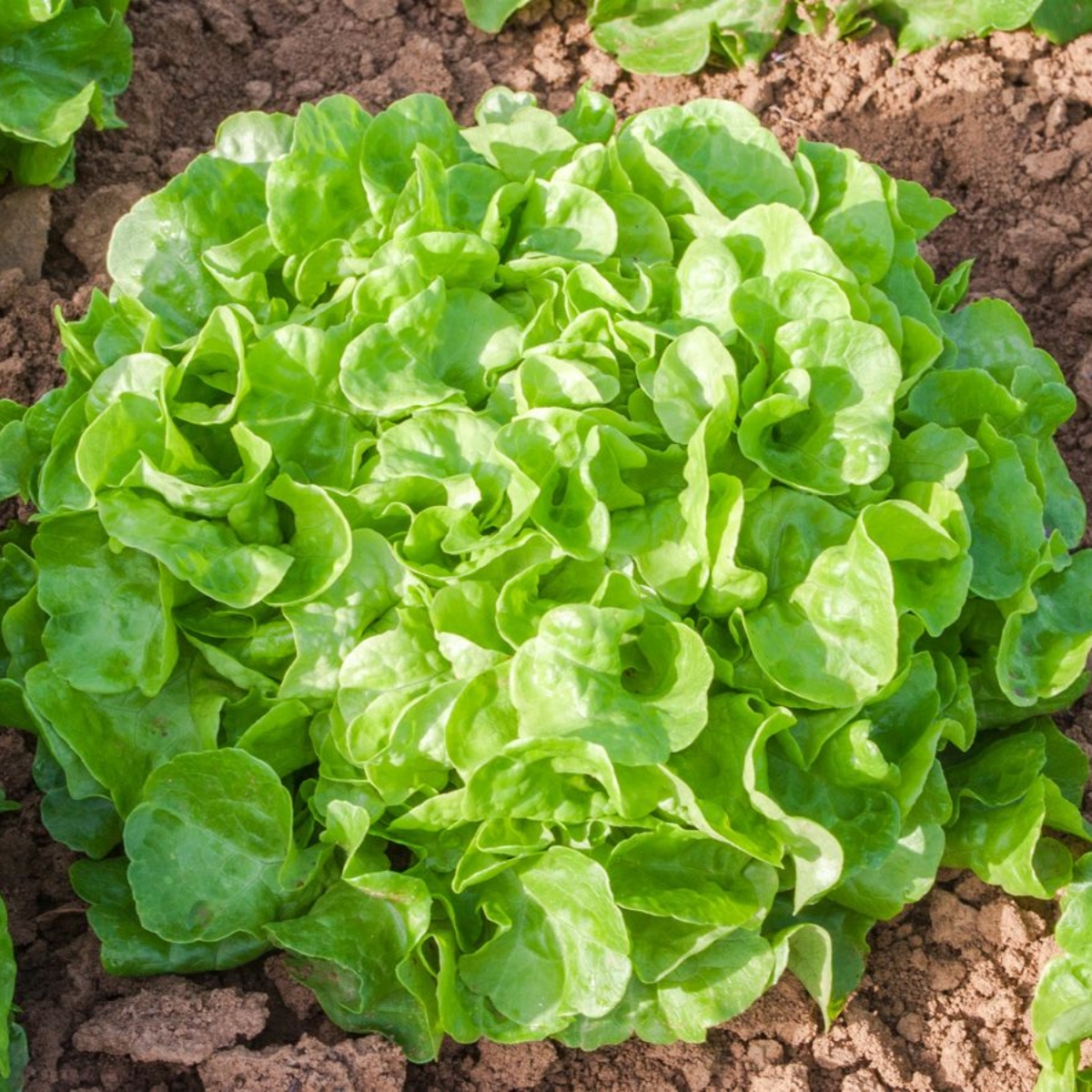 Gartenbande Salat Piro (1)