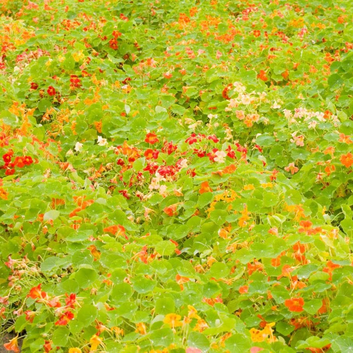 Gartenbande Kapuzinerkresse nicht rankend (1)
