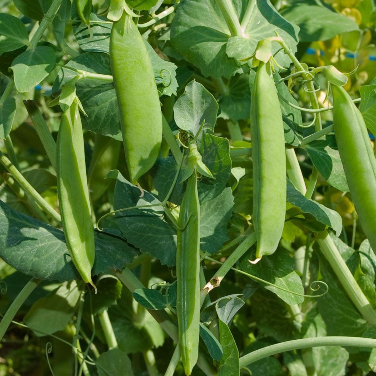 Gartenbande Erbse "Wunder von Kelvedon" (1)