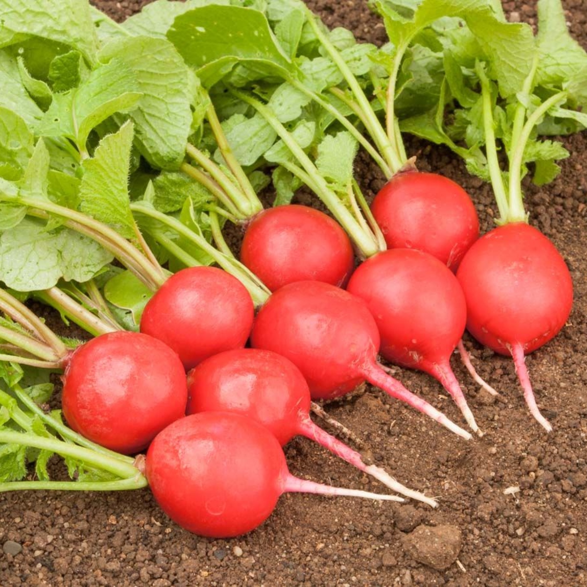 Gemüse ohne Garten Radieschen "Sora" (1)