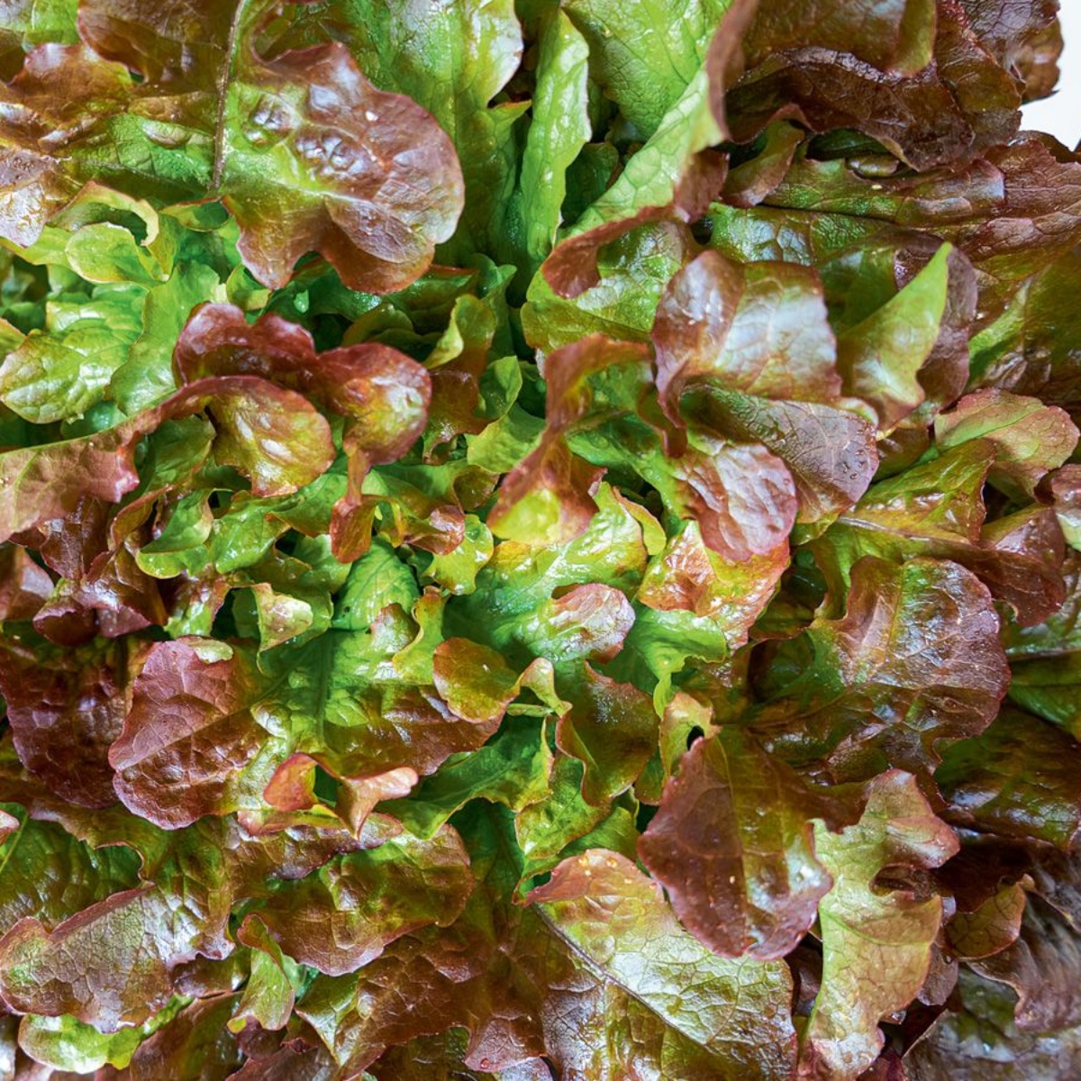 Gemüse ohne Garten 4 Salat "Red Salad Bowl" (1)