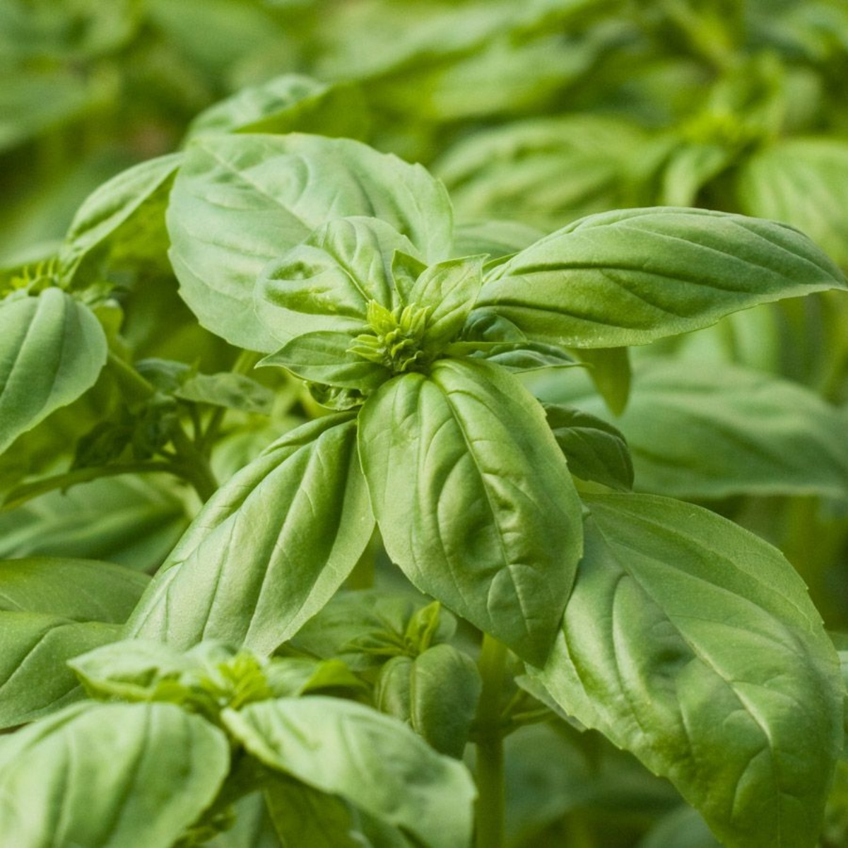 Gemüse ohne Garten Basilikum großblättrig (1)