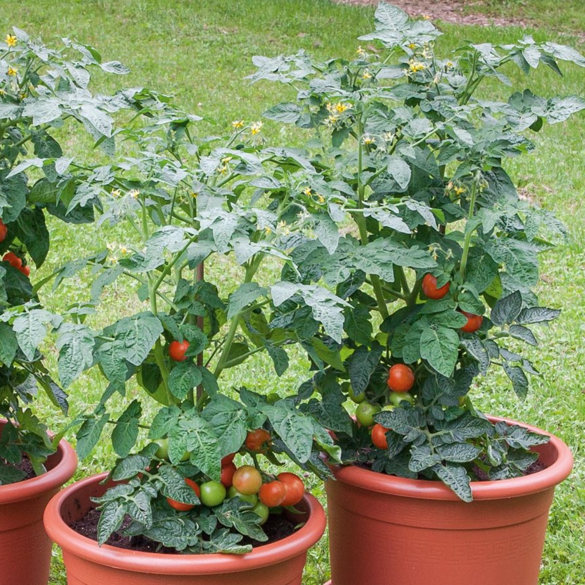 Gemüse ohne Garten Tomate Bogus Fructa (1)