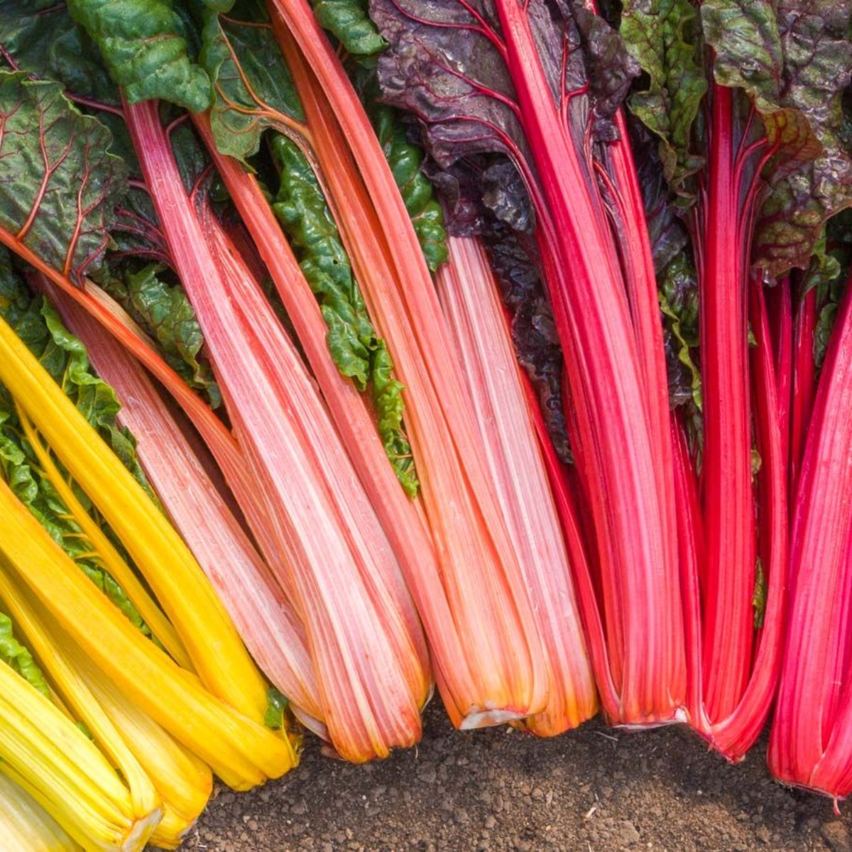 Gemüse ohne Garten Mangold Rainbow (1)