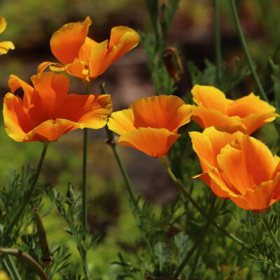 Bio Saatgut – Mischung Mohnblumen