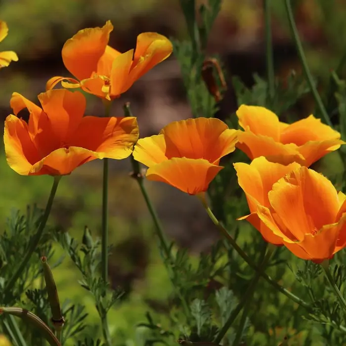Bio Saatgut – Mischung Mohnblumen