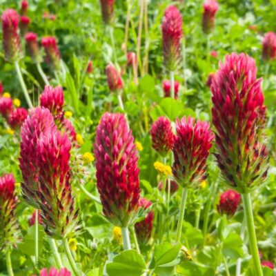 Gründüngung Inkarnatklee (1)