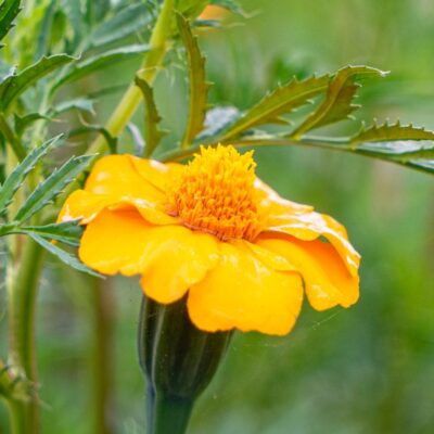 Gründüngung Nematoden (1)