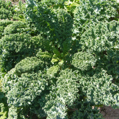 Bio Saatgut – Grünkohl “Lerchenzunge”