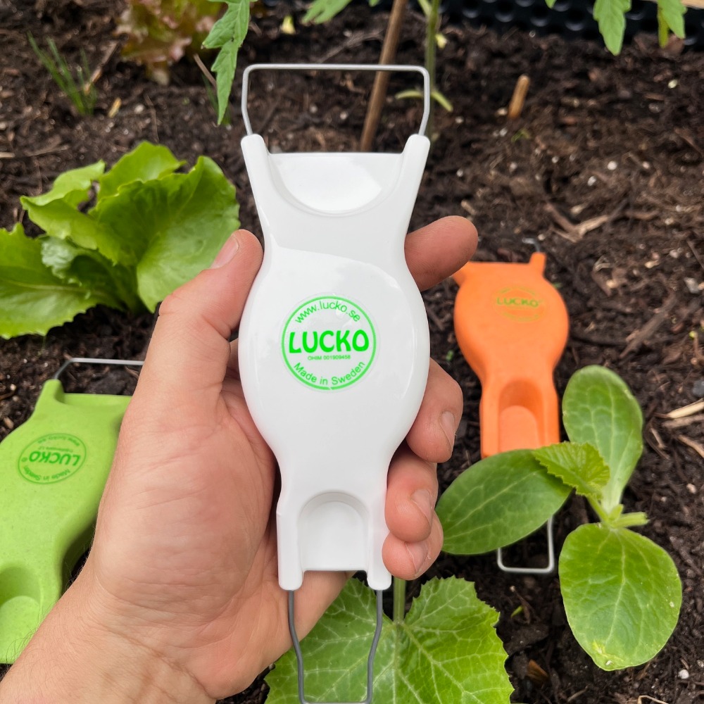 Weißer Lucko in der Hand (1)