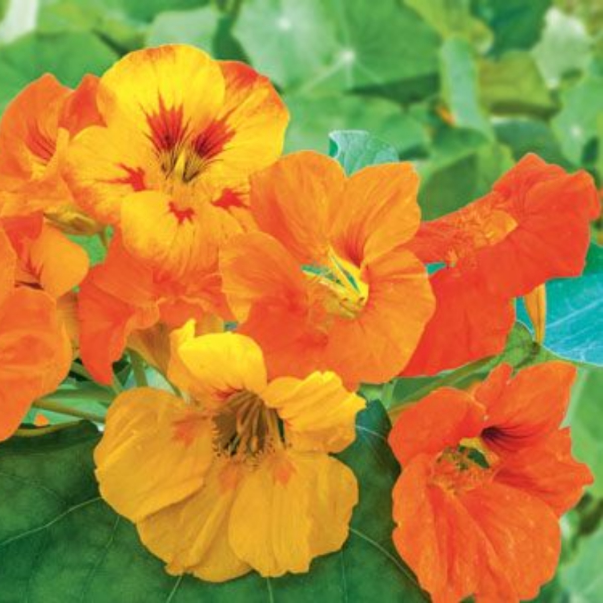 Kapuziner rankend (1)