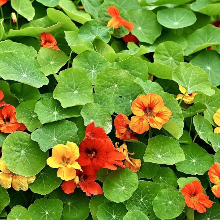 Kapuzinerkresse im Garten & Kbel | KleePura