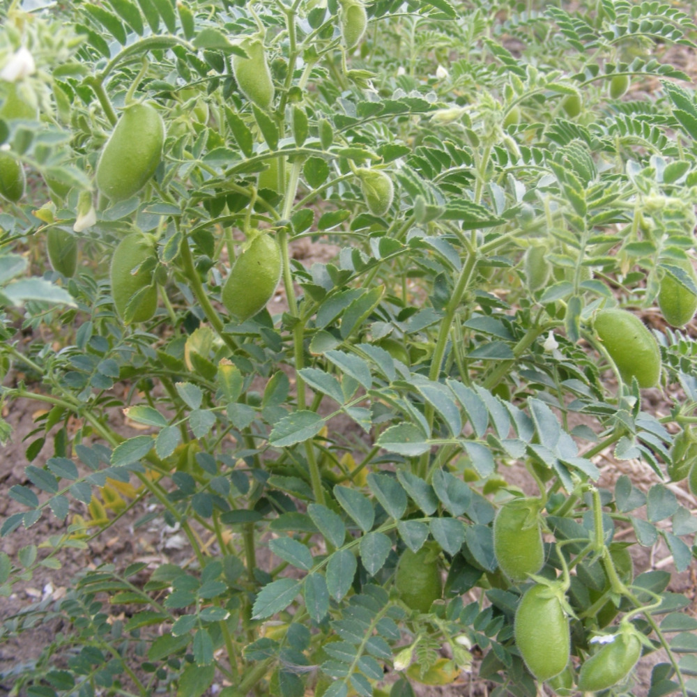 Kichererbse Beste von Allen (1)