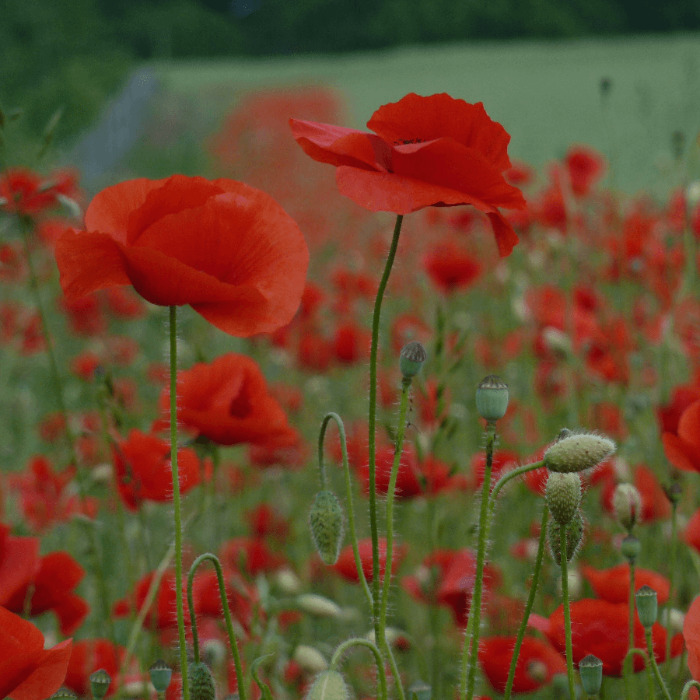 Bio Saatgut – Klatschmohn