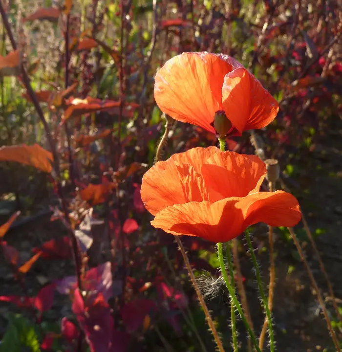 Bio Saatgut - Mischung Mohnblumen – Bild 3