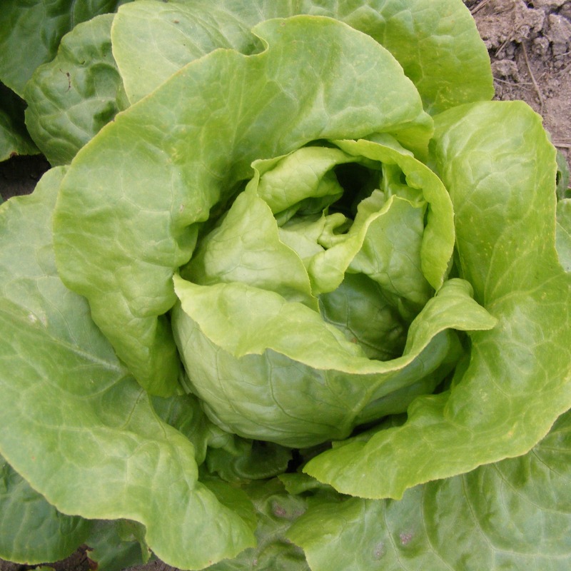 Kopfsalat Luna (1)
