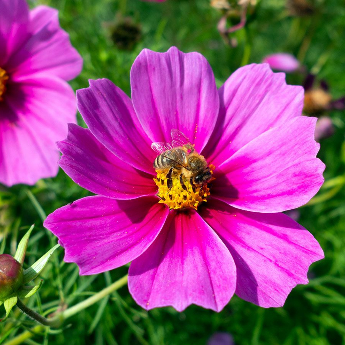 Kosmee Farbmischung (1)