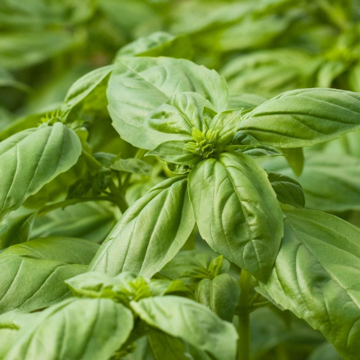 Kräuterkanon Basilikum großblättrig (1)