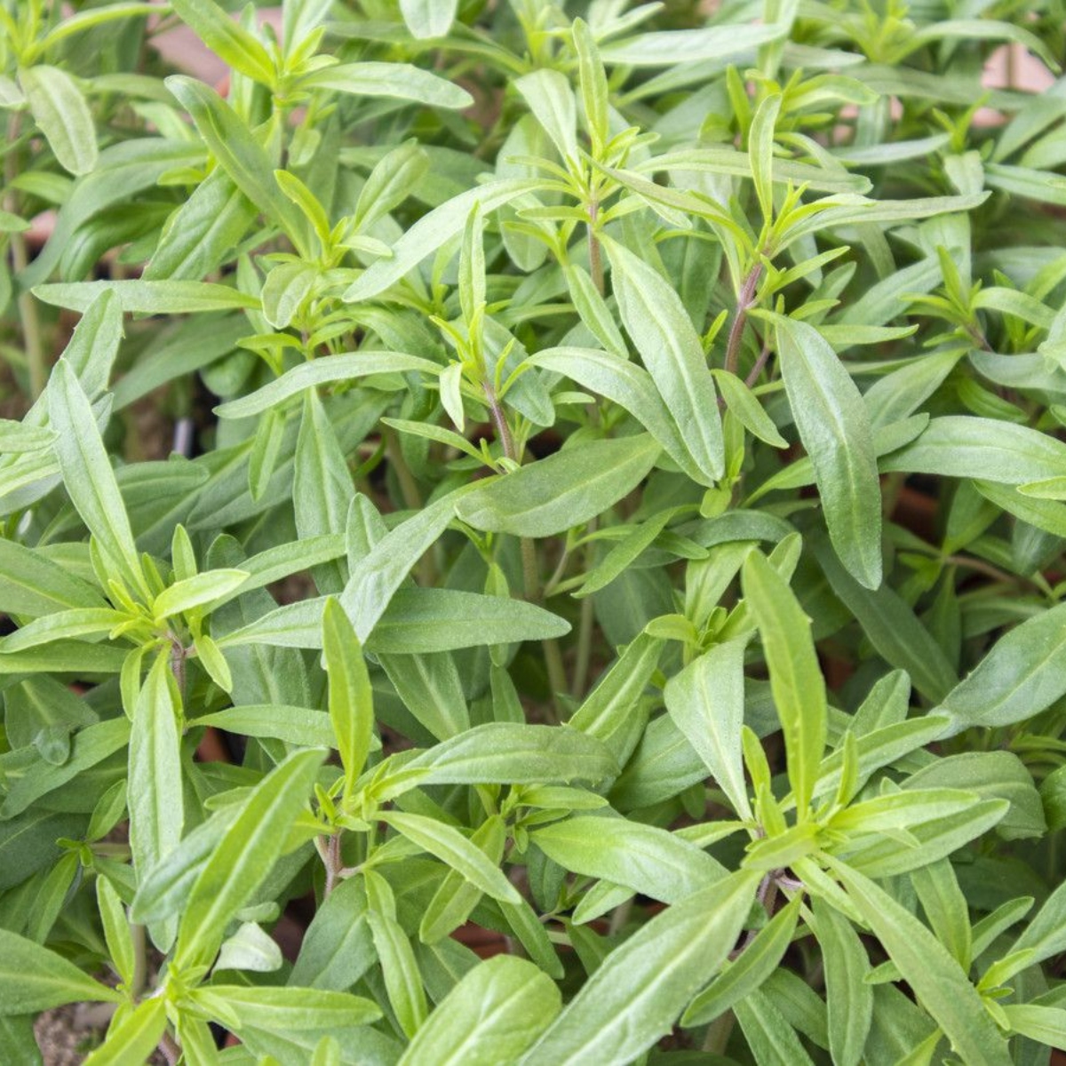 Kräuterkanon Bohnenkraut Saturn (1)