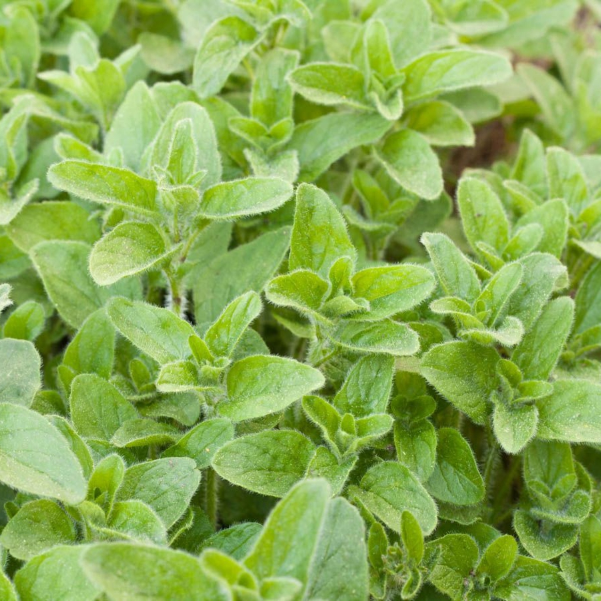 Kräuterkanon Griechisches Oregano (1)