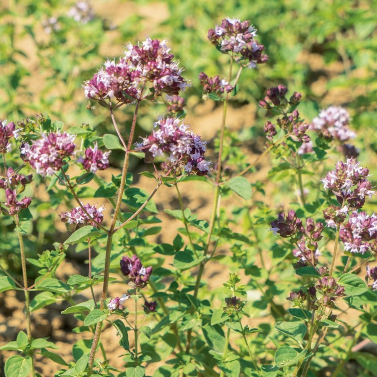 Kräuterkanon Wilder Majoran, Dost (1)